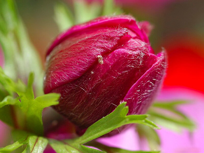 Purple Flower Bud — Natural