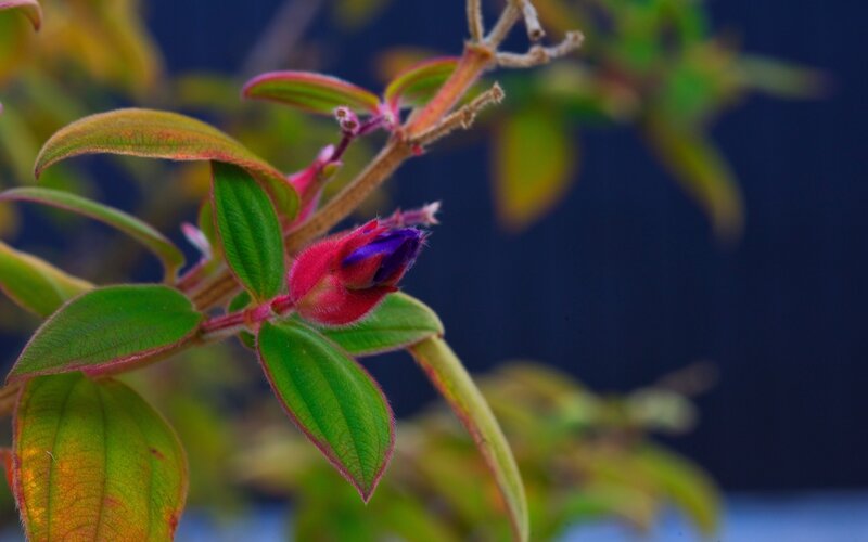 purple flower bud on green plant