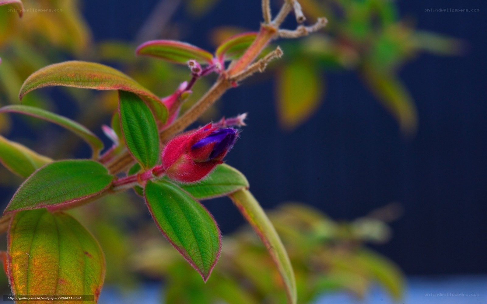 Purple flower bud on green plant