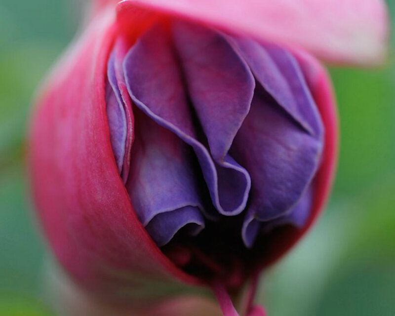 Purple Flower Bud — Pink