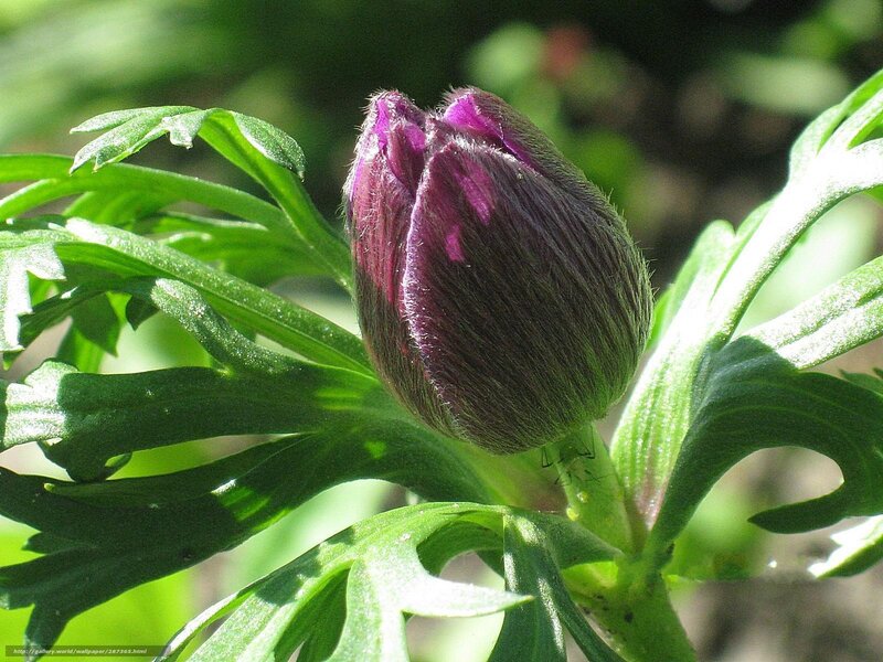 Purple Flower Bud — Serene, Afternoon