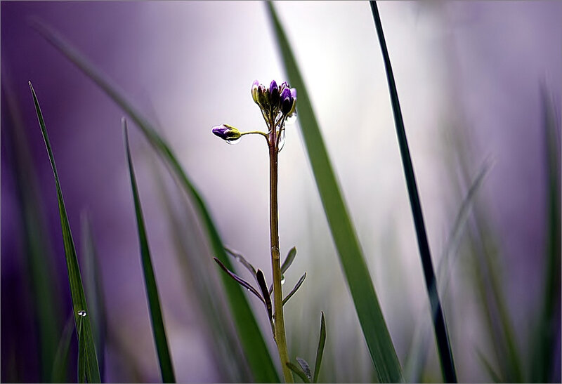 Purple Flower Bud — Serene, Morning