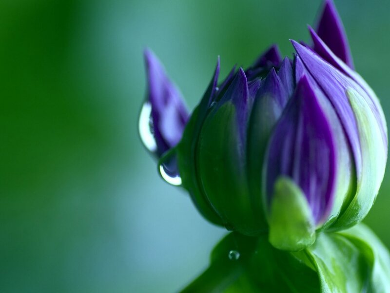 Purple Flower Bud — Serene, Photograph, Drop, Green