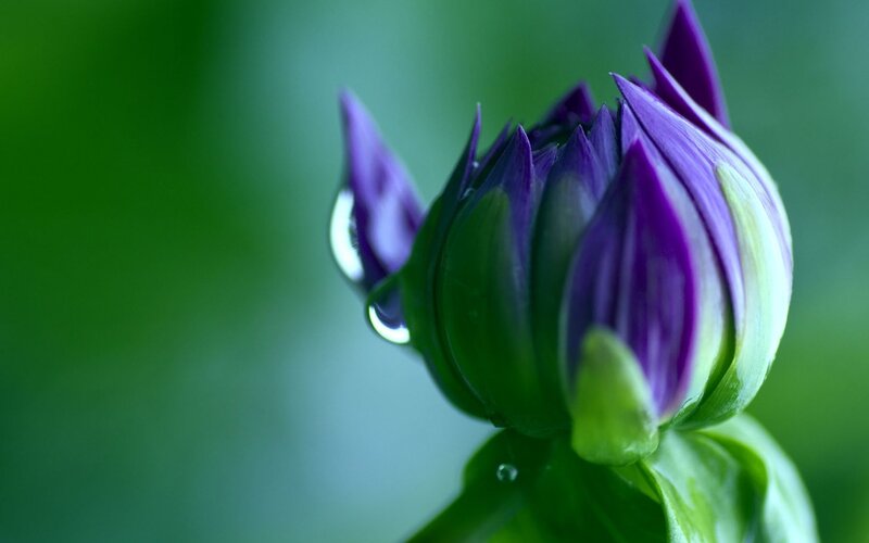 Purple Flower Bud — Serene, Photograph, Drop