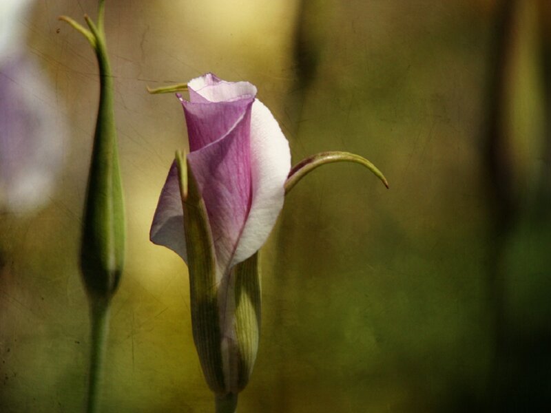 Purple Flower Bud — Serene, Photograph, Green Stem