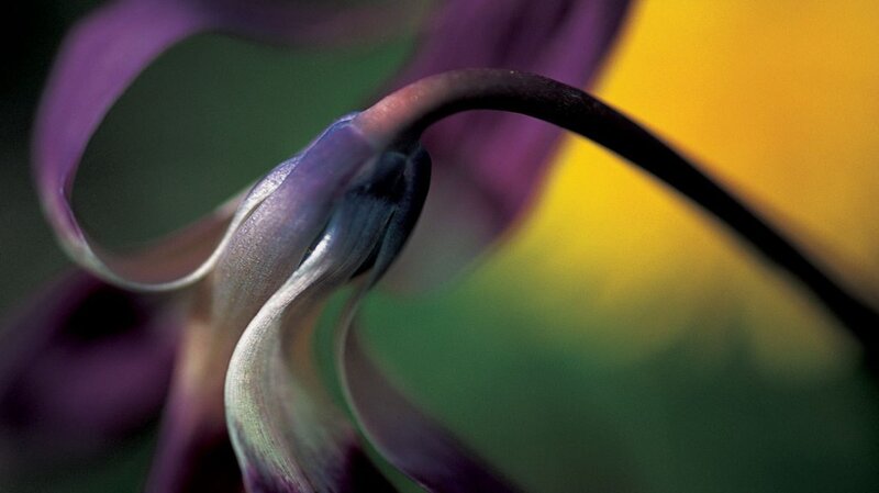 Purple Flower Bud — Serene, Photograph, Petal, Stem