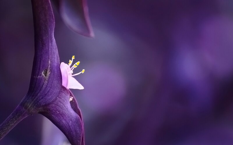 Purple Flower Bud — Serene, Photograph, Petal