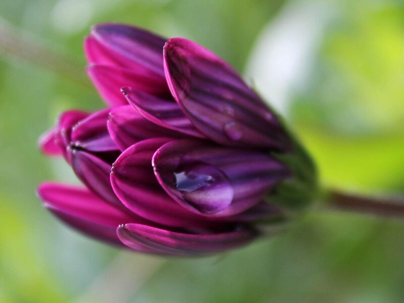 Purple Flower Bud — Serene, Photograph, Petals