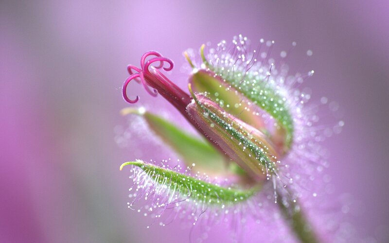 Purple Flower Bud — Serene, Photograph, Stamen