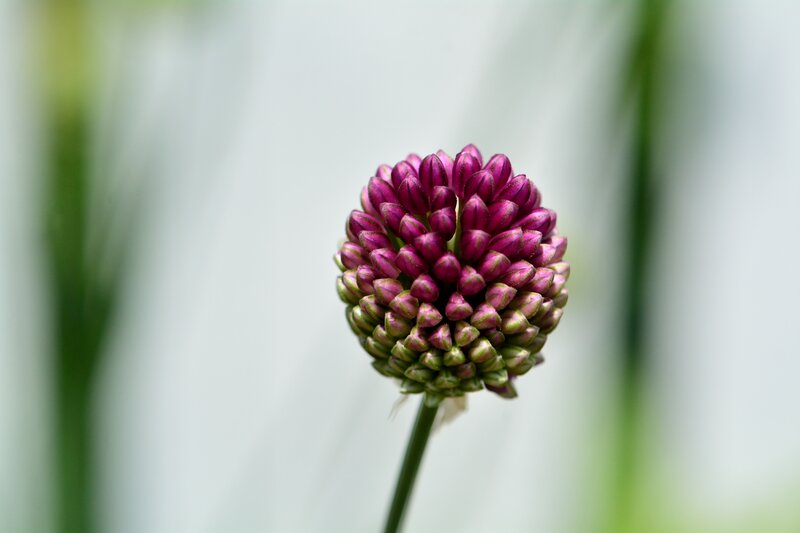 Purple Flower Bud — Serene, Photograph, Stem