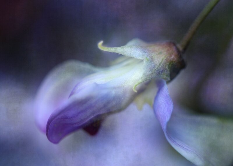 Purple Flower Bud — Serene, Photograph