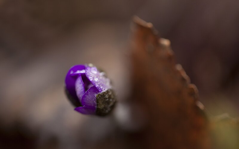 Purple Flower Bud — Serene, Spring, Photograph, Leaf