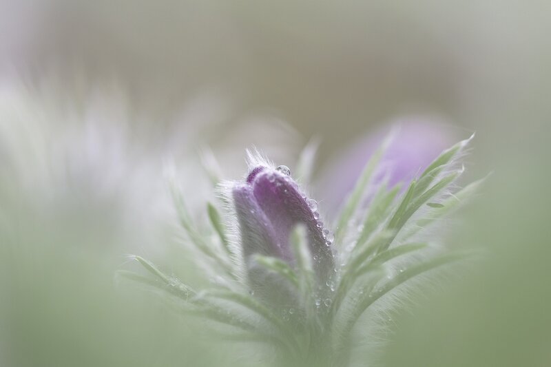 Purple Flower Bud — Serene, Spring, Photograph, Leaf, Water Droplet