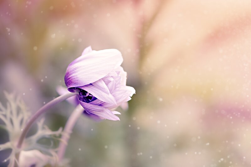 Purple Flower Bud — Serene, Spring, Photograph