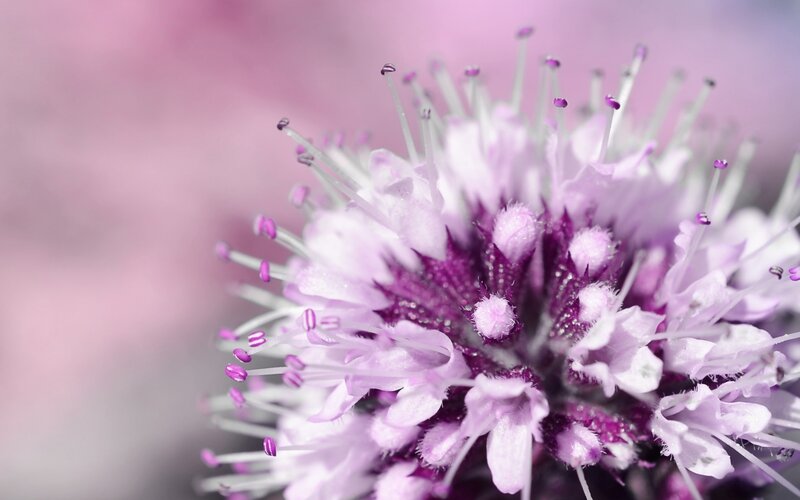Purple Flower Bud — Serene, Spring
