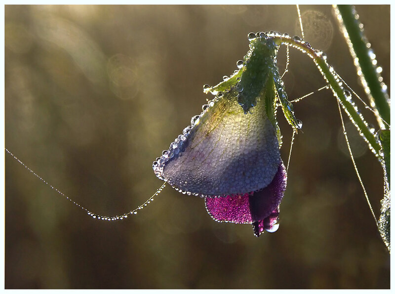 Purple Flower Bud — Serene