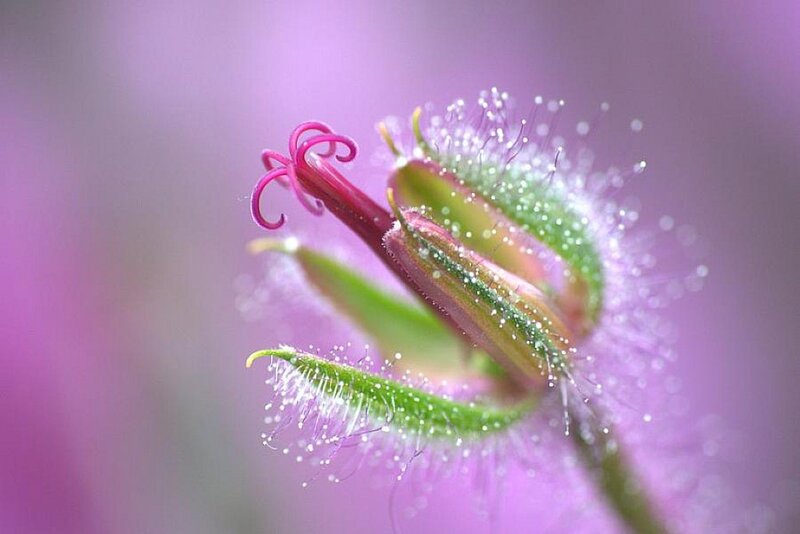 Purple Flower Bud