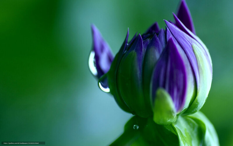 purple flower bud with water droplet