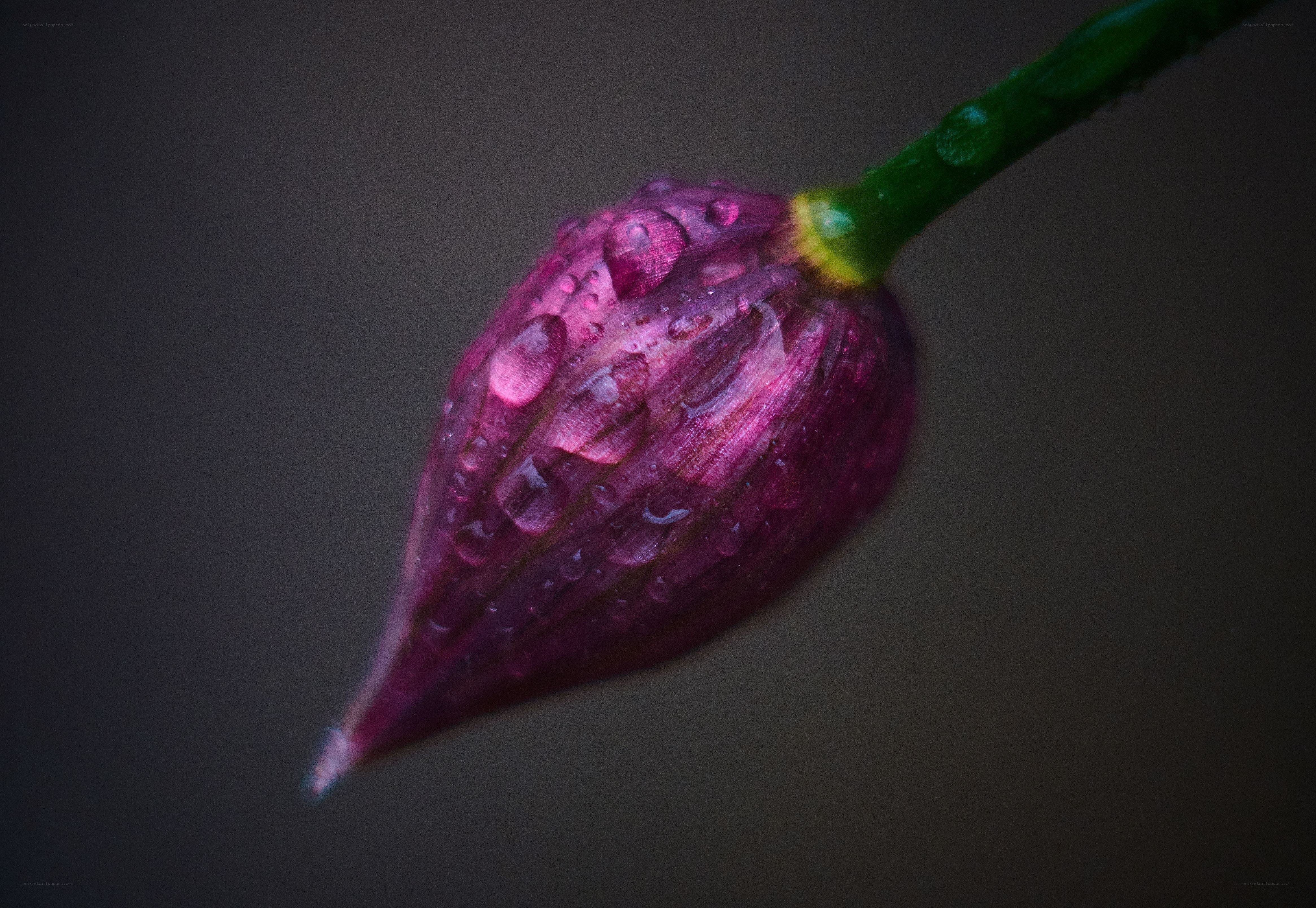 Purple flower bud with water droplets