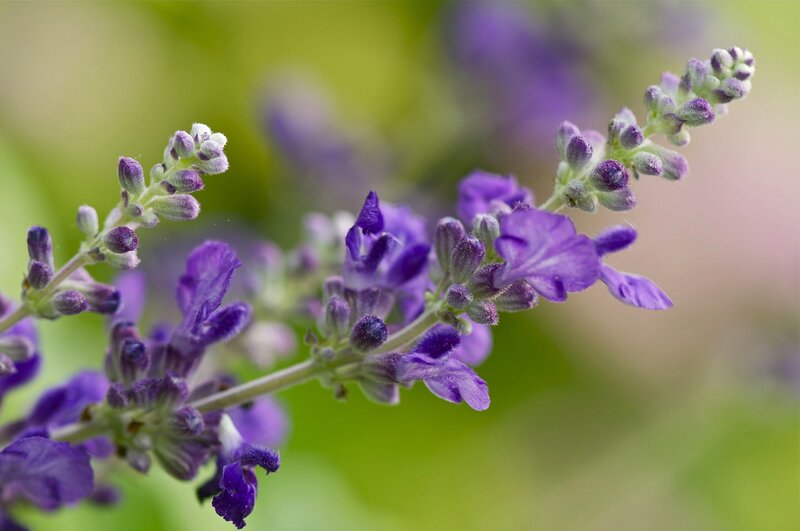 Purple Flower Buds — Calm, Afternoon