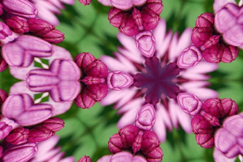 Purple Flower Buds — Calm, Photograph, Green Leaves