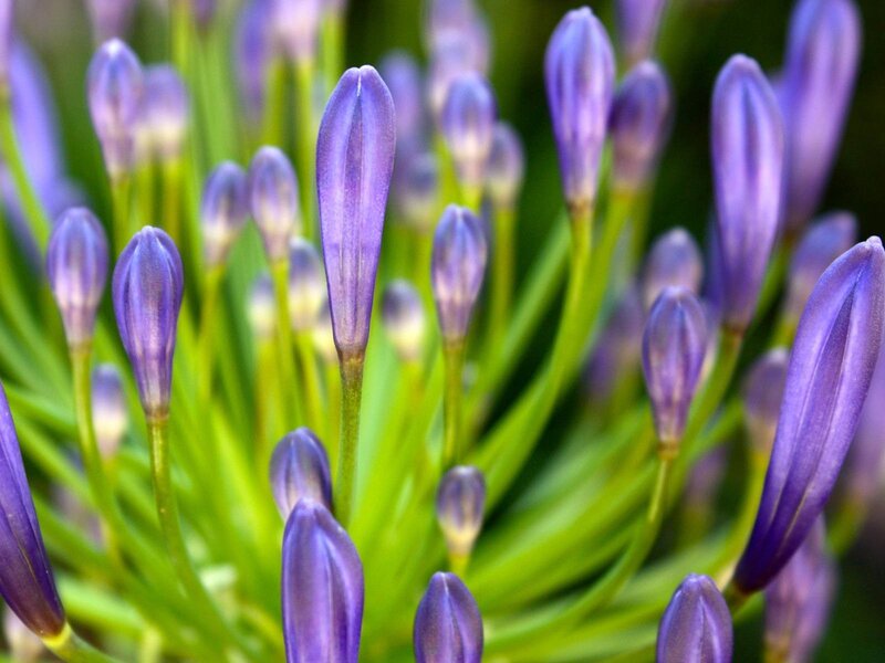 Purple Flower Buds — Calm, Photograph, Green Stems, Leaves, Green
