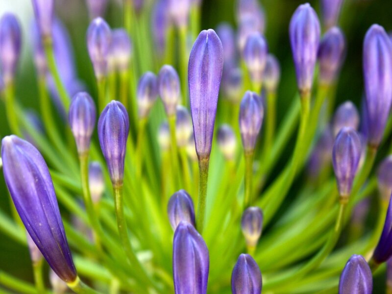Purple Flower Buds — Calm, Photograph, Green Stems, Leaves