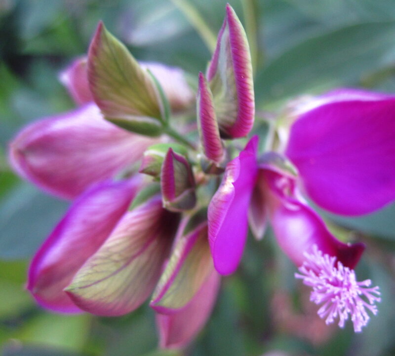 Purple Flower Buds — Calm, Photograph, Petals