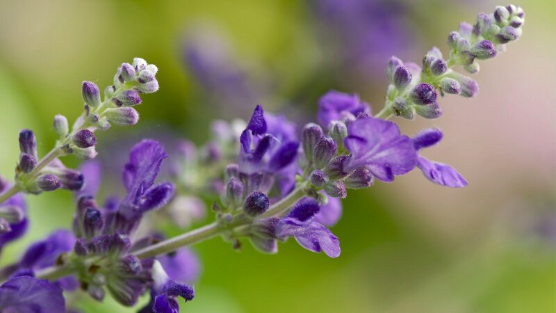 Purple Flower Buds — Calm, Photograph, Stem