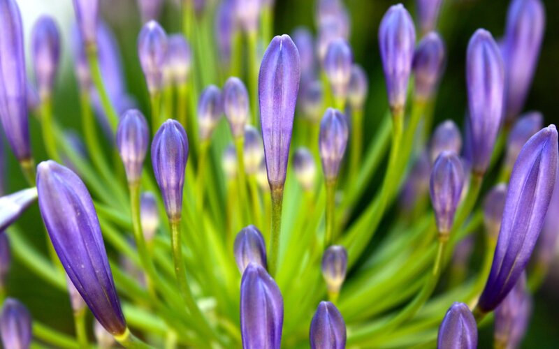 Purple Flower Buds — Calm, Photograph, Stems