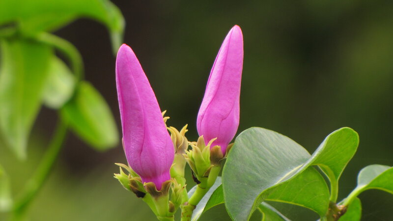 Purple Flower Buds — Calm, Photograph