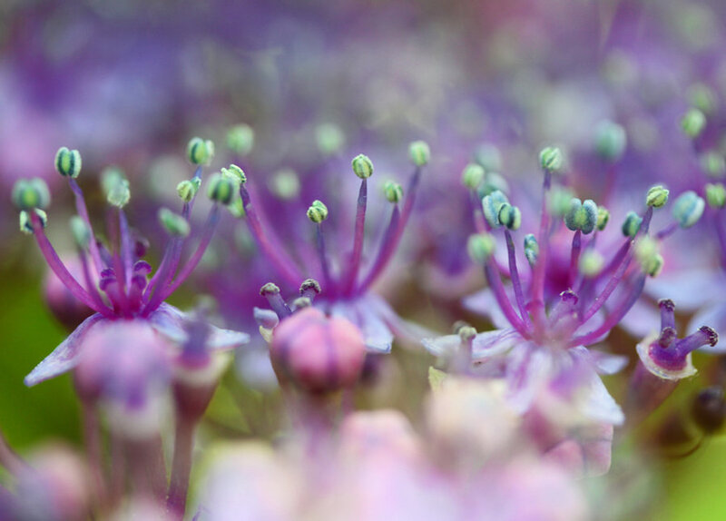 Purple Flower Buds — Calm, Spring