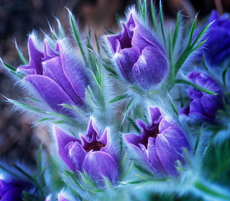 Purple Flower Buds — Calm