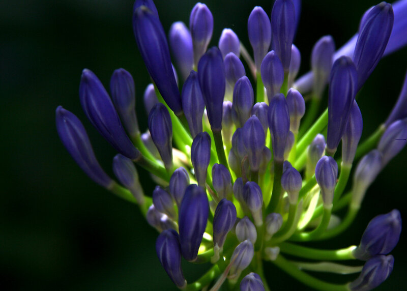 purple flower buds close-up