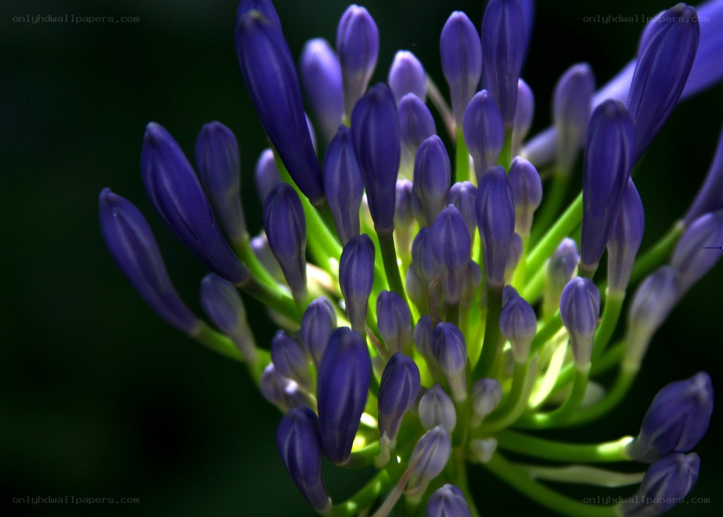 purple flower buds close-up