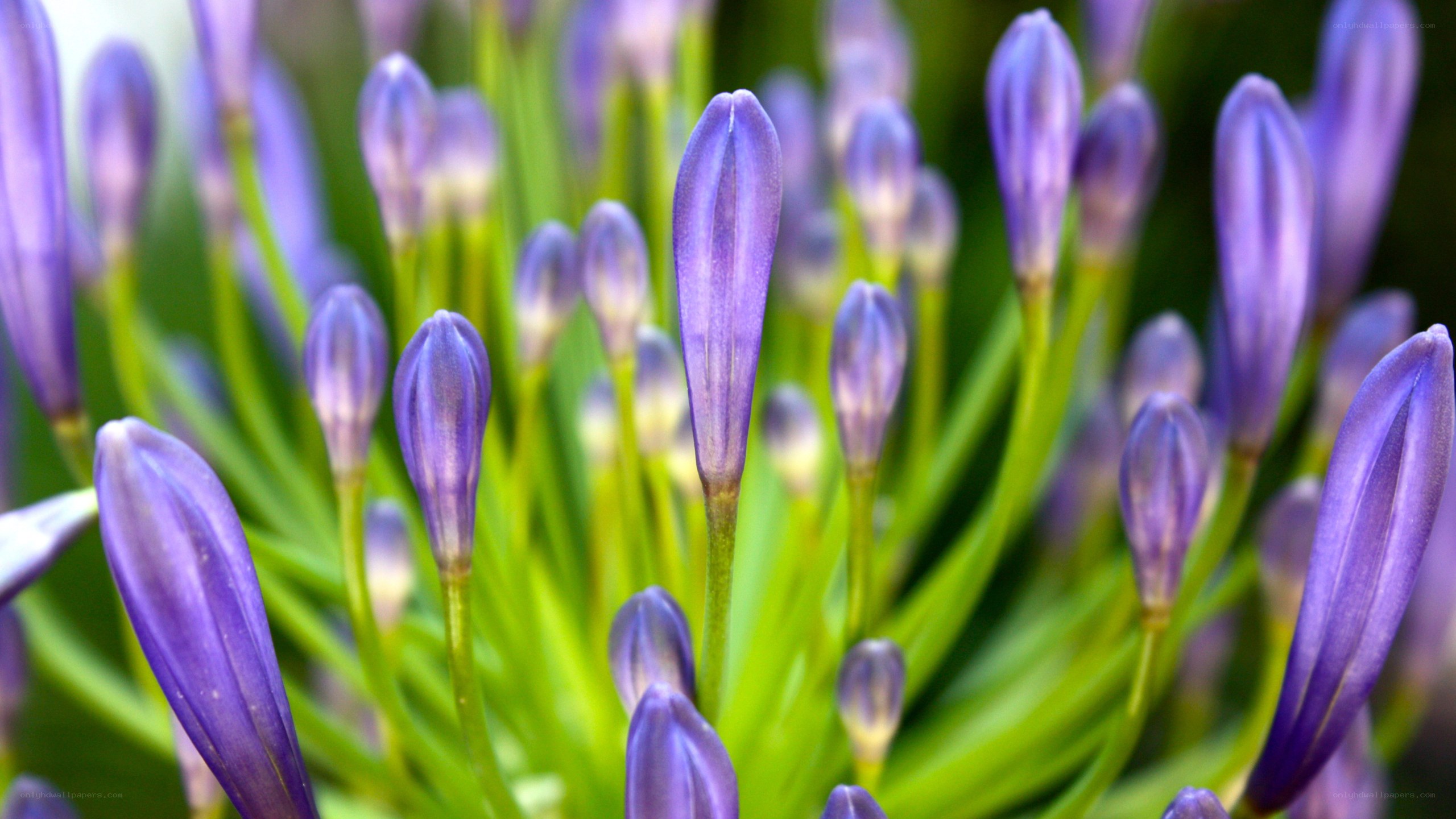 purple flower buds close-up