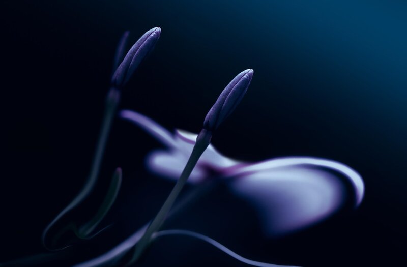 Purple Flower Buds — Dramatic, Night