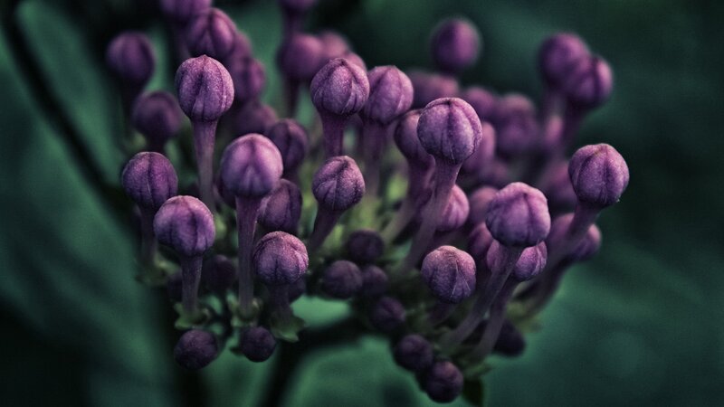 Purple Flower Buds — Dramatic, Photograph