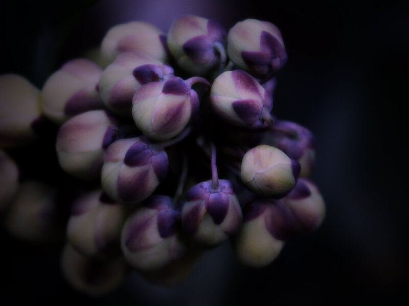 Purple Flower Buds — Dramatic
