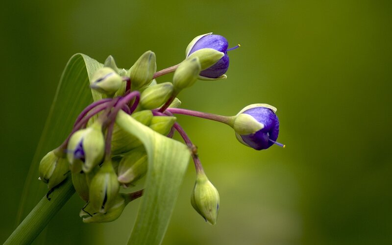 Purple Flower Buds — Green, Serene, Photograph, Leaves