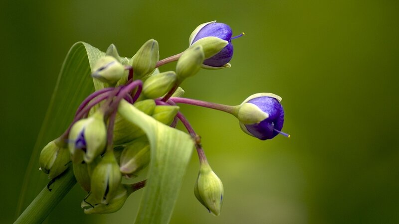 Purple Flower Buds — Green, Serene, Photograph