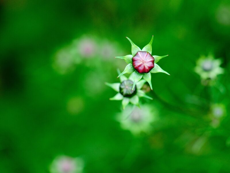 Purple Flower Buds — Green, Serene