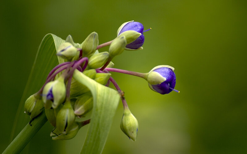 Purple Flower Buds — Green