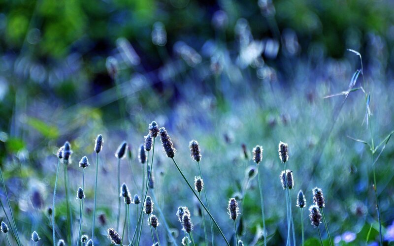 purple flower buds in a field