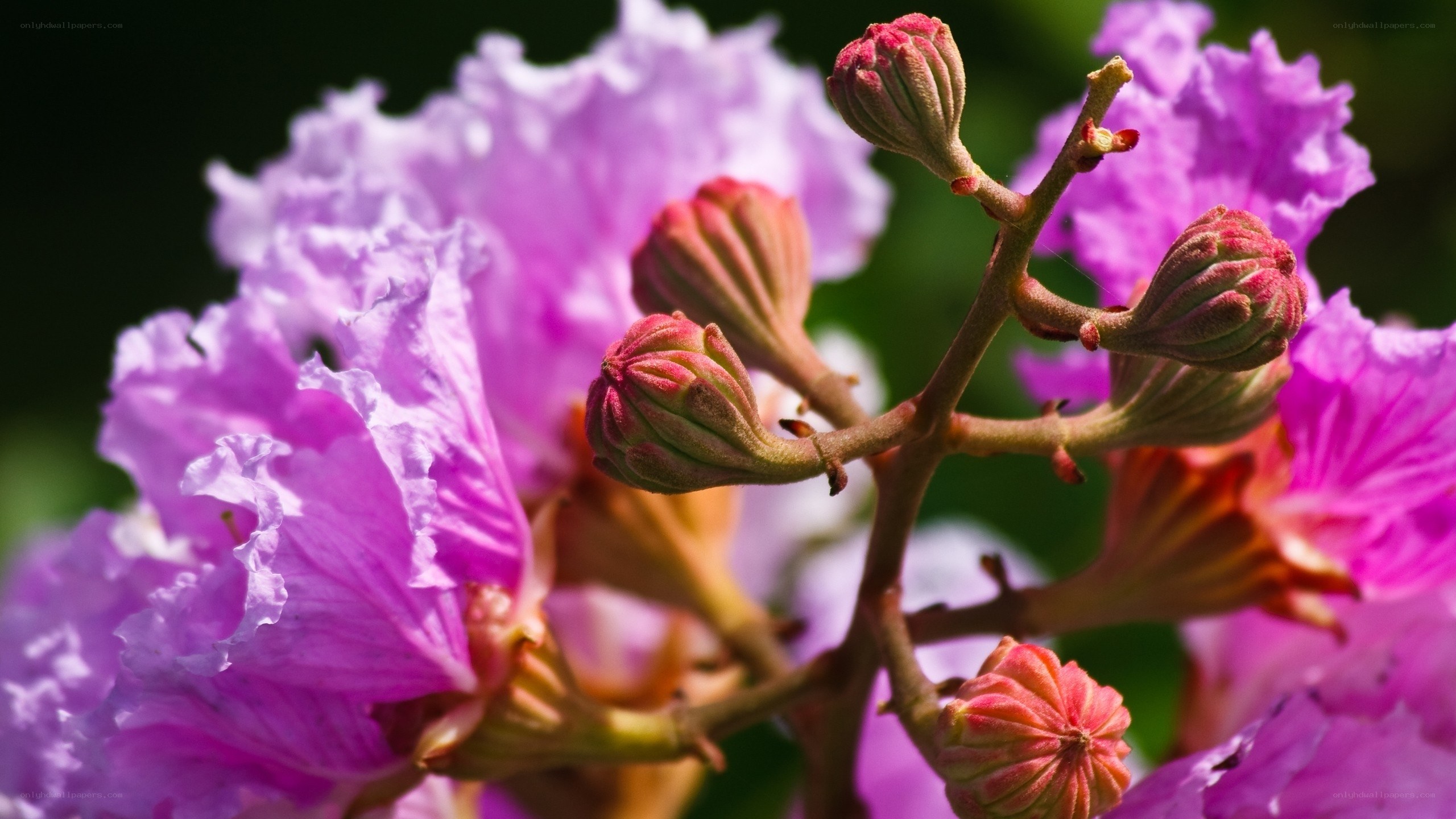 purple flower buds in bloom