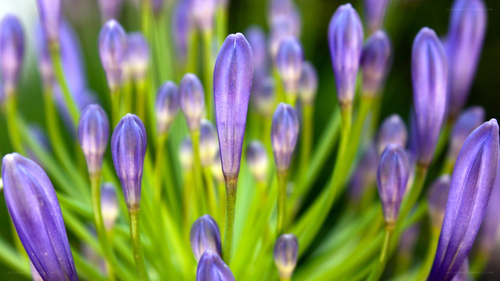 purple flower buds in focus