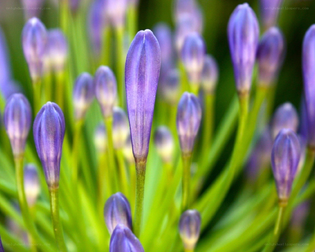purple flower buds in focus