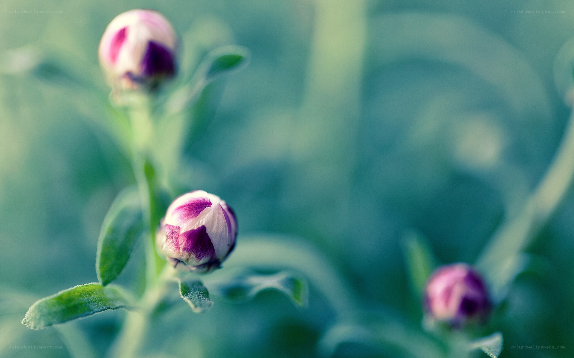 Purple flower buds in focus