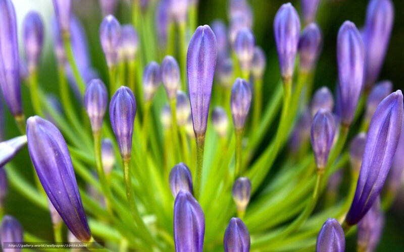 Purple flower buds in focus