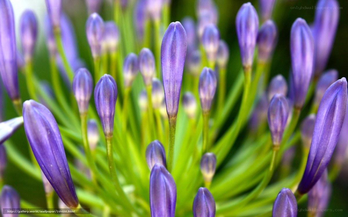 Purple flower buds in focus